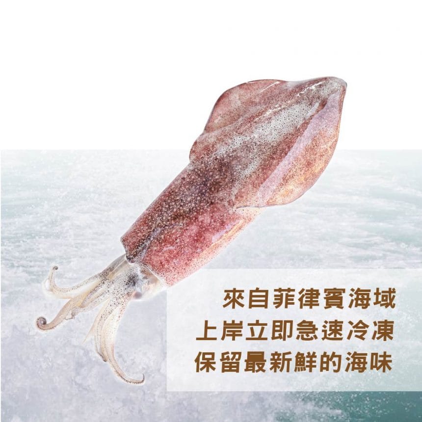 菲律賓軟絲_主圖2 菲律賓軟絲_主圖2